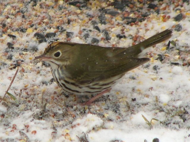 Ovenbird